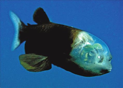 pacific barreleye fish|14 Crazy Barreleye Fish Facts (Macropinna Microstoma  .